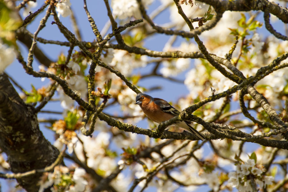 pájaro marrón y negro en la rama de un árbol durante el día