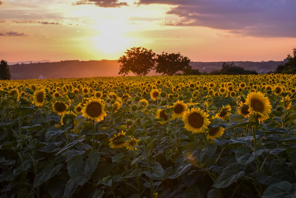 sunflower field under cloudy sky during daytime