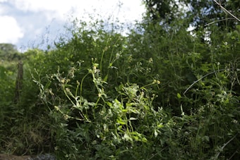 Lush greenery with various types of plants and foliage filling the scene. The plants are dense and vibrant, with thin stems and small flowers scattered throughout. Sunlight filters in through the trees, creating a natural, serene atmosphere.