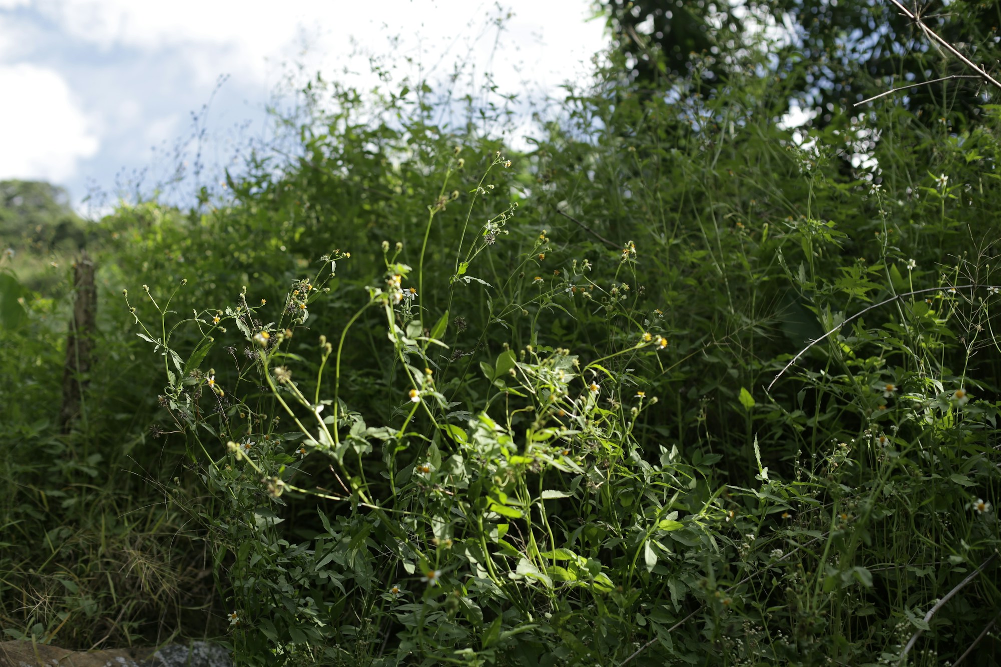 Reclaimed Tasmanian pasture