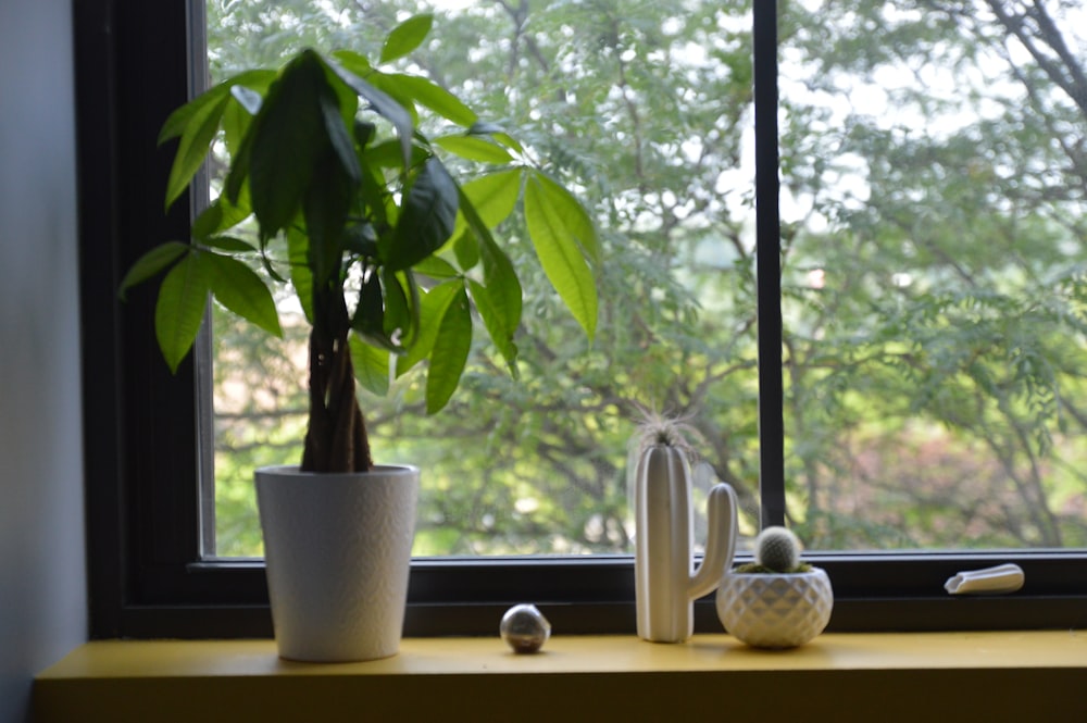 green plant on white ceramic pot