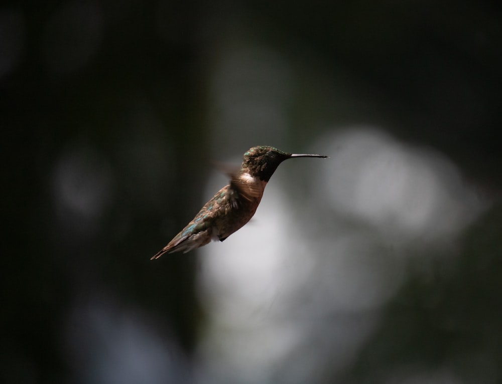 brown humming bird flying in the sky