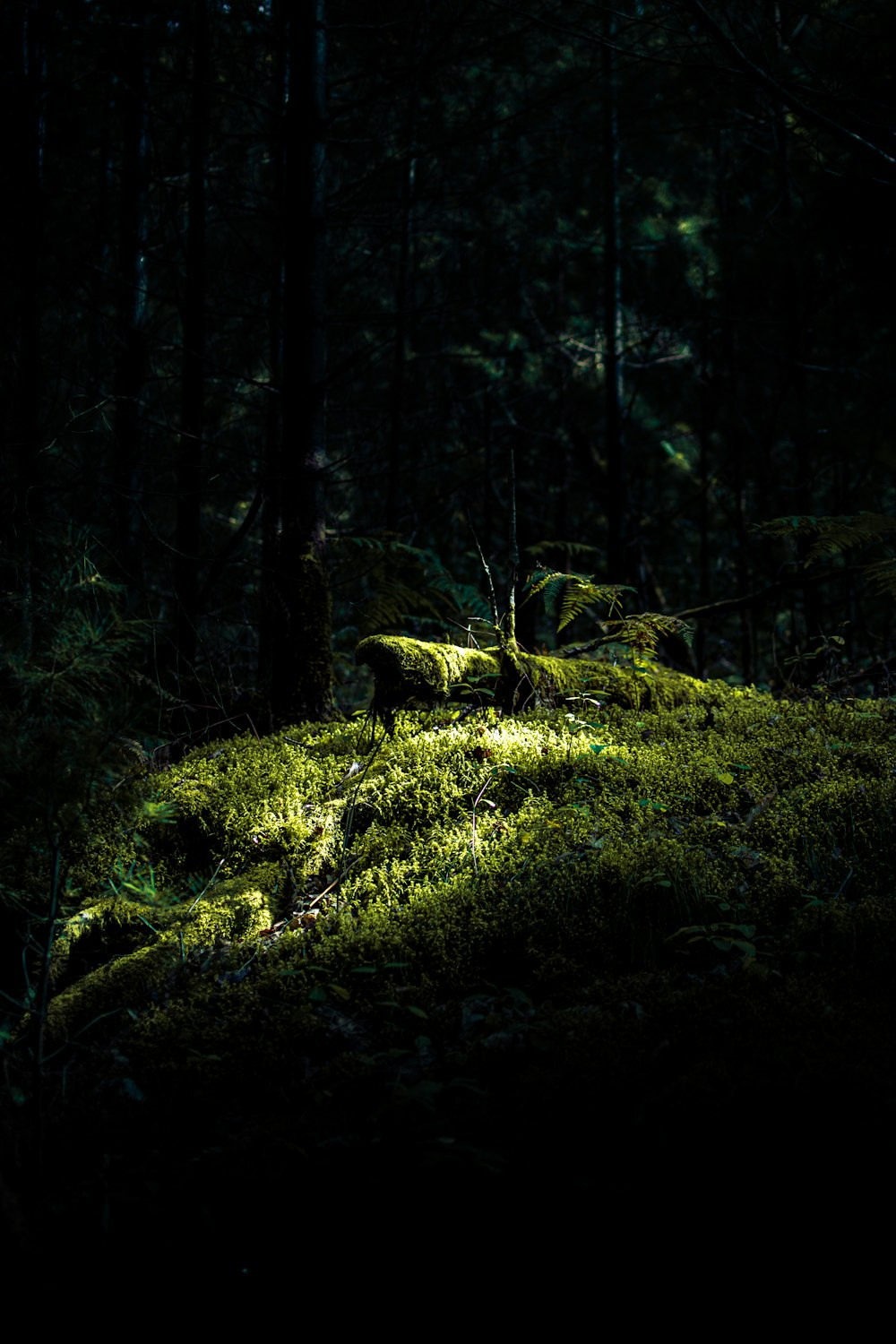 mousse verte sur tronc d’arbre brun