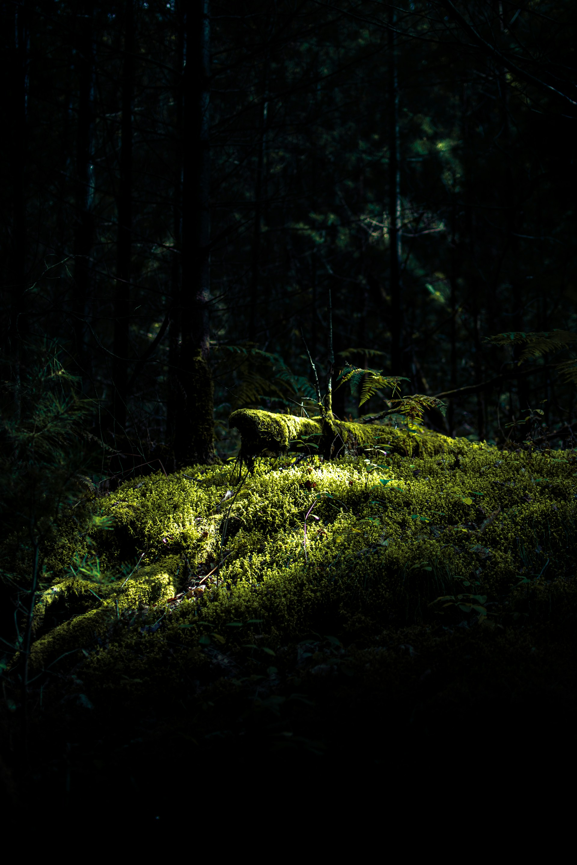 green moss on brown tree trunk
