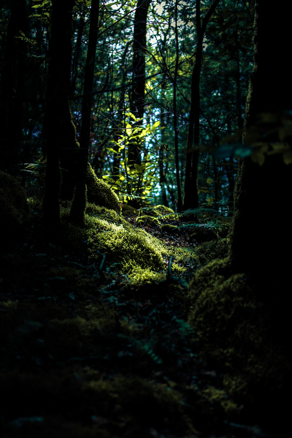 green moss on brown tree trunk