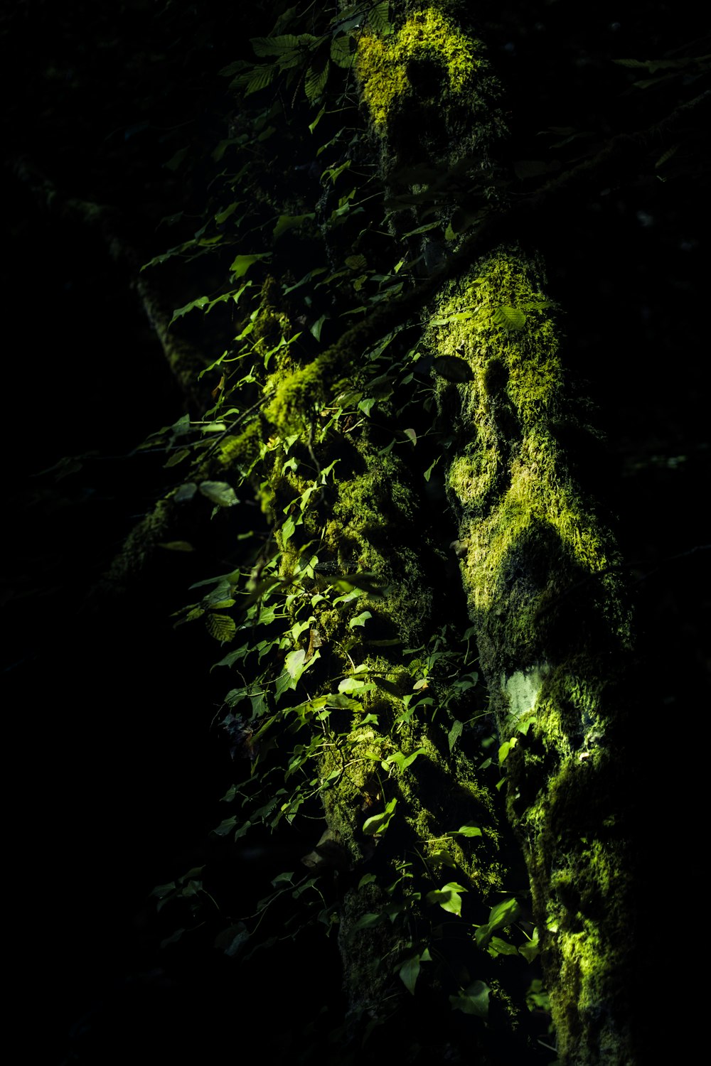 green moss on black rock