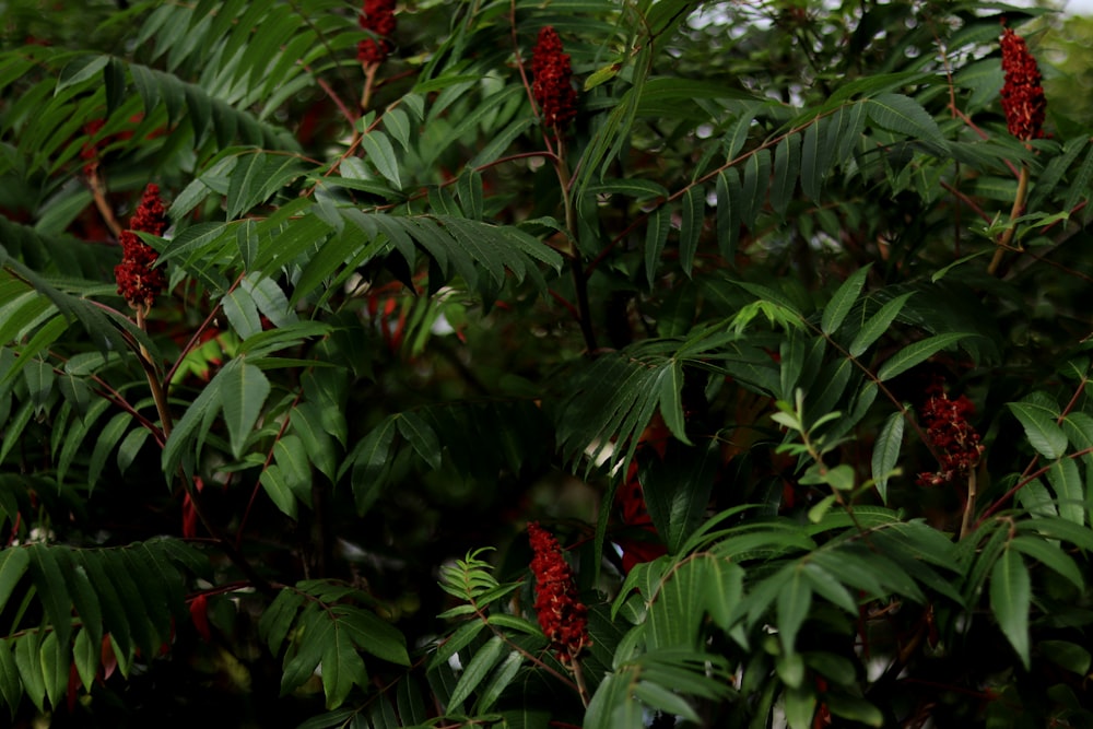 red fruit on green leaves