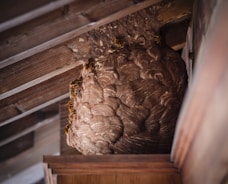 A large wasp nest is attached to the underside of a wooden roof structure. Several wasps are visible on the surface of the intricately patterned nest.
