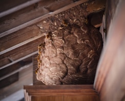 A veteran team member carefully removing a wasp nest from a farm building.