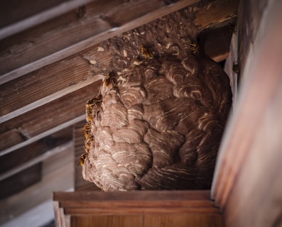 A large wasp nest is attached to the underside of a wooden roof structure. Several wasps are visible on the surface of the intricately patterned nest.