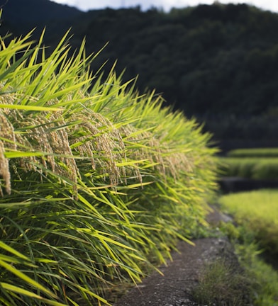 green grass field near mountain during daytime