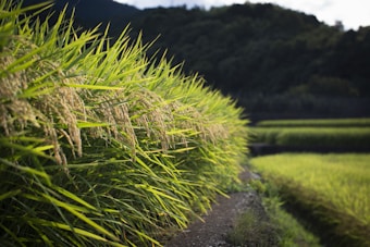 Lush, green rice plants are seen forming neat rows, extending into the distance with mountains and a cloudy sky in the background. The sunlight casts a gentle glow on the stalks, highlighting their vibrant color and texture.