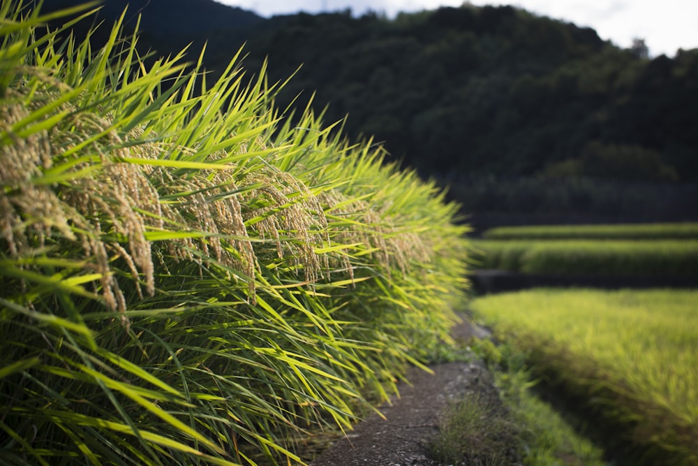 Rice Field Pictures [HD] | Download Free Images on Unsplash