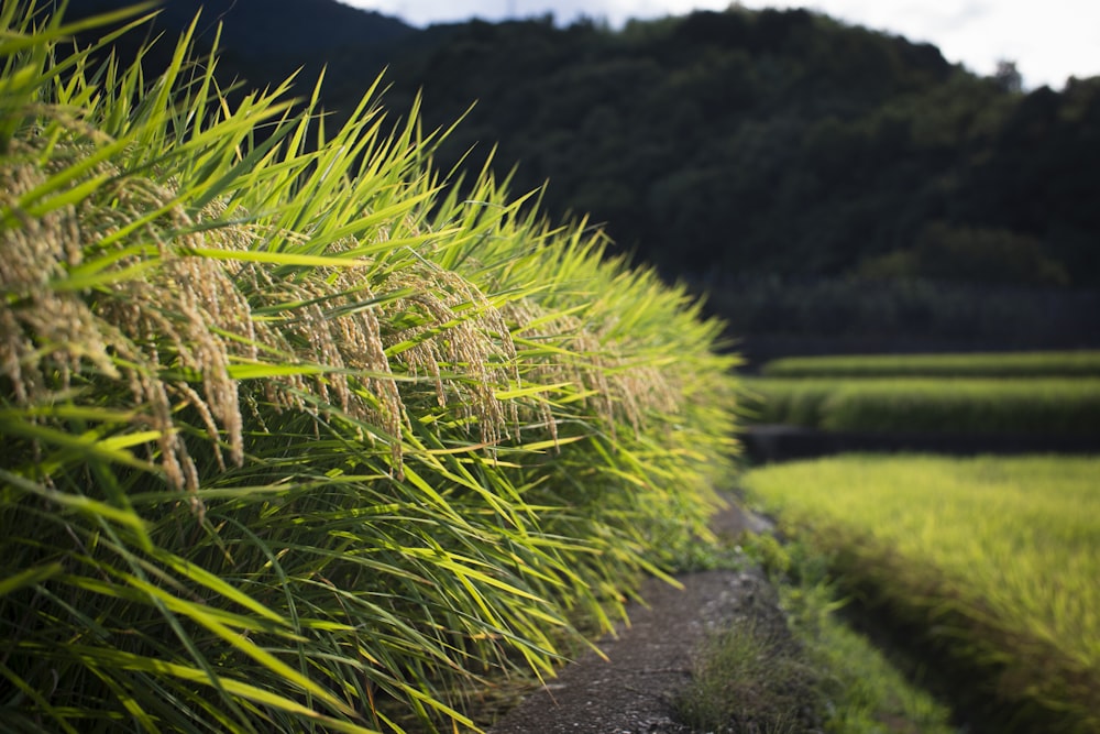 green grass field near mountain during daytime