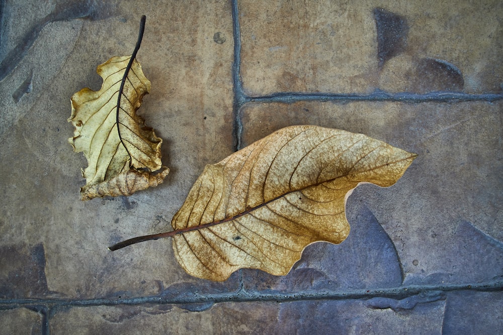 brown dried leaf on blue concrete wall