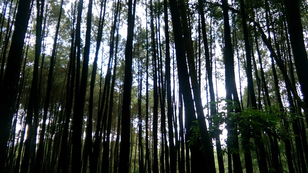 green trees under white sky during daytime