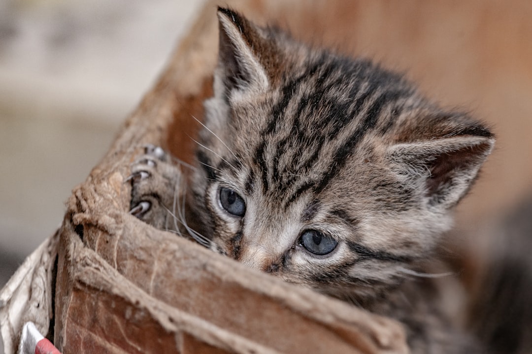 silver tabby kitten in brown cardboard box, cute kitty in the cradle