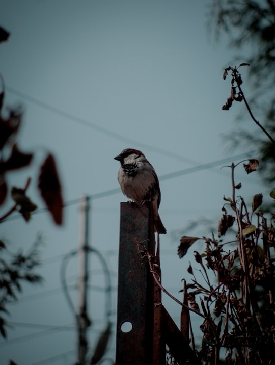 white and black bird on brown wooden post during daytime in Ranikhet India