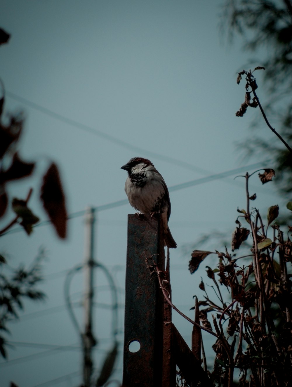 white and black bird on brown wooden post during daytime