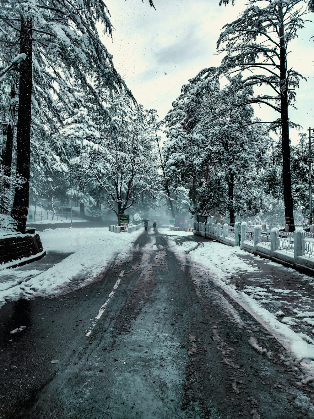 road between trees covered with snow