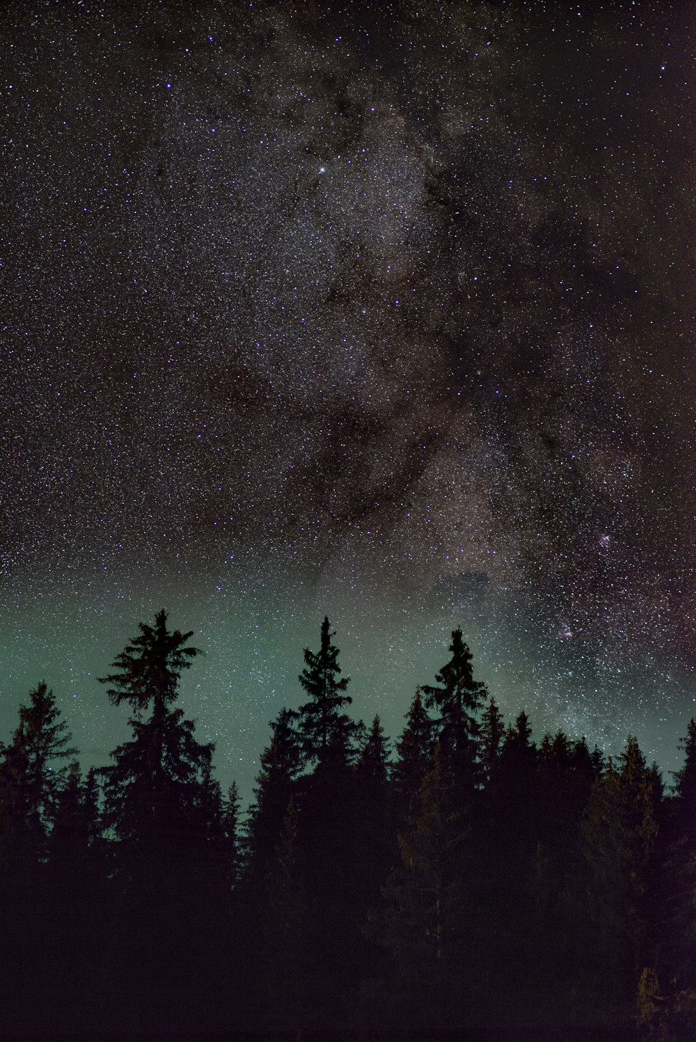 silhouette of trees under starry night