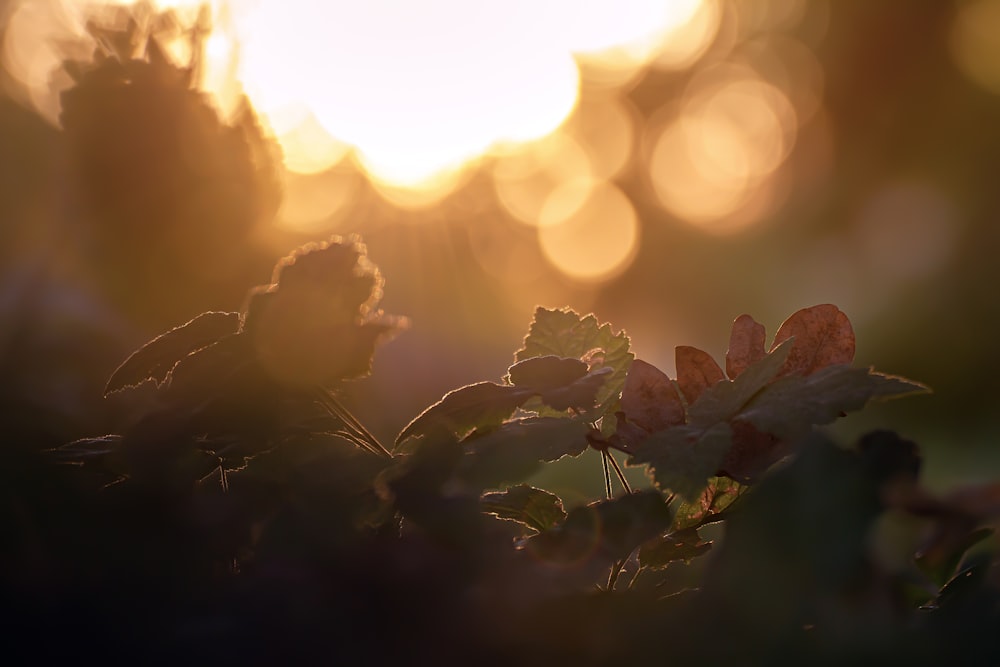 white flowers with green leaves during sunset