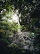 green trees in forest during daytime