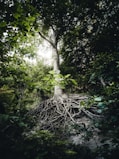 green trees in forest during daytime