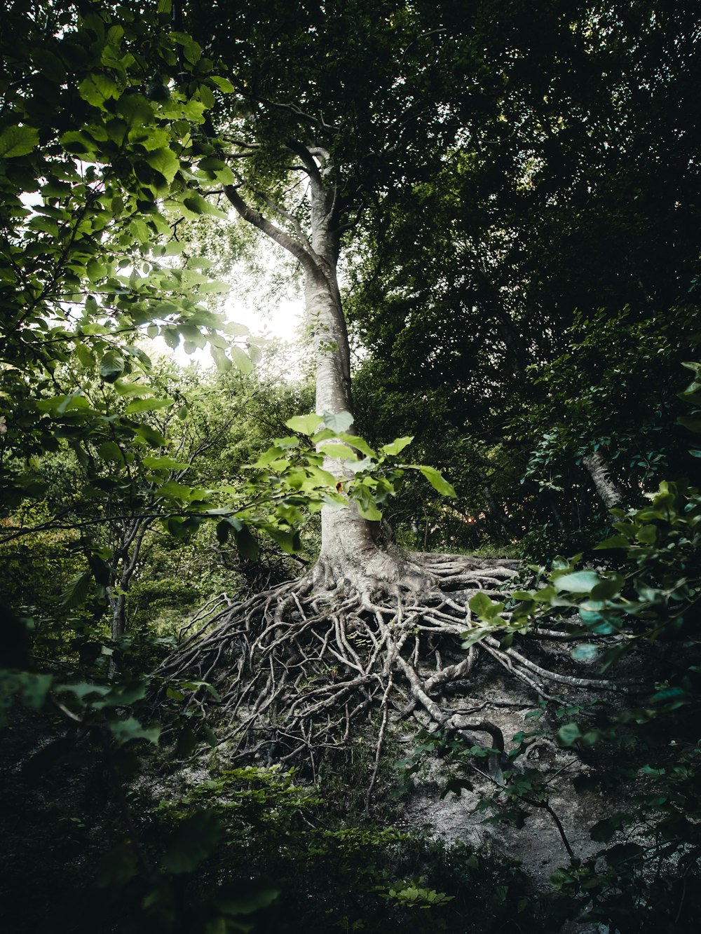 green trees in forest during daytime