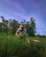 A person wearing a headscarf tends to crops in a lush green field surrounded by tall palm trees. A woven basket lies nearby, and the scene is set under a clear blue sky.