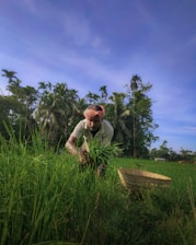 A person wearing a headscarf tends to crops in a lush green field surrounded by tall palm trees. A woven basket lies nearby, and the scene is set under a clear blue sky.