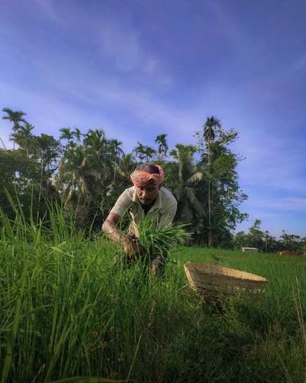 A person wearing a headscarf tends to crops in a lush green field surrounded by tall palm trees. A woven basket lies nearby, and the scene is set under a clear blue sky.