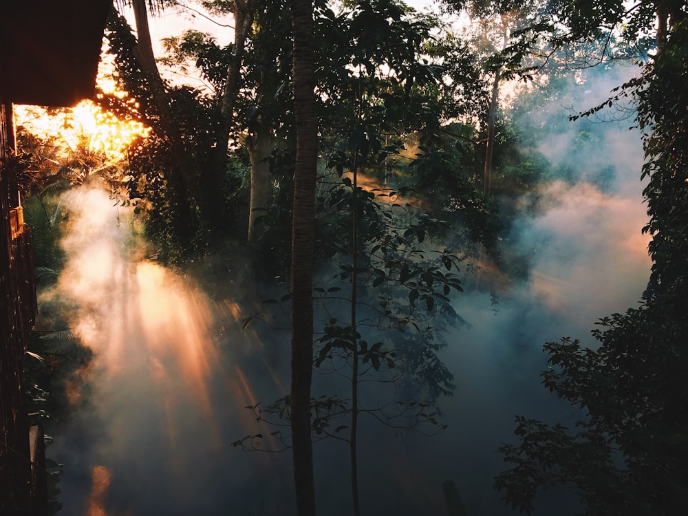 arbres verts près d’un plan d’eau pendant la journée