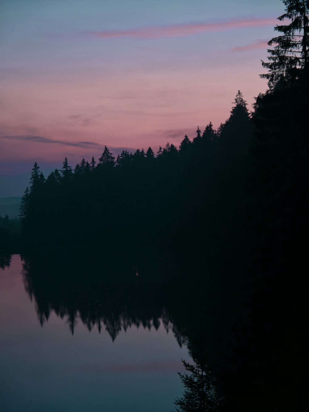 silhouette of trees during sunset