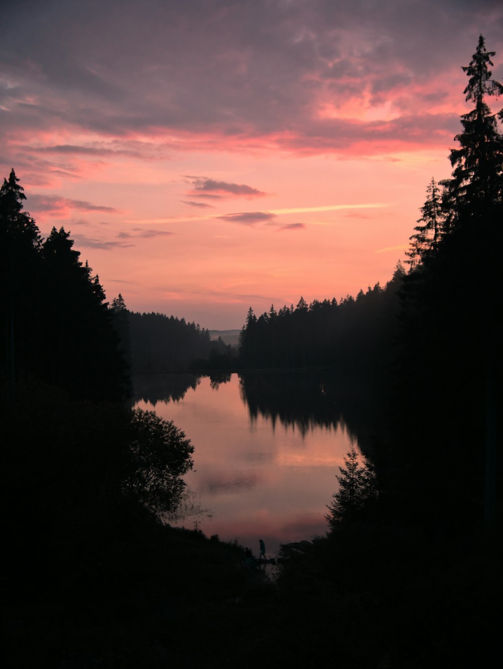 silhouette d’arbres près du plan d’eau au coucher du soleil