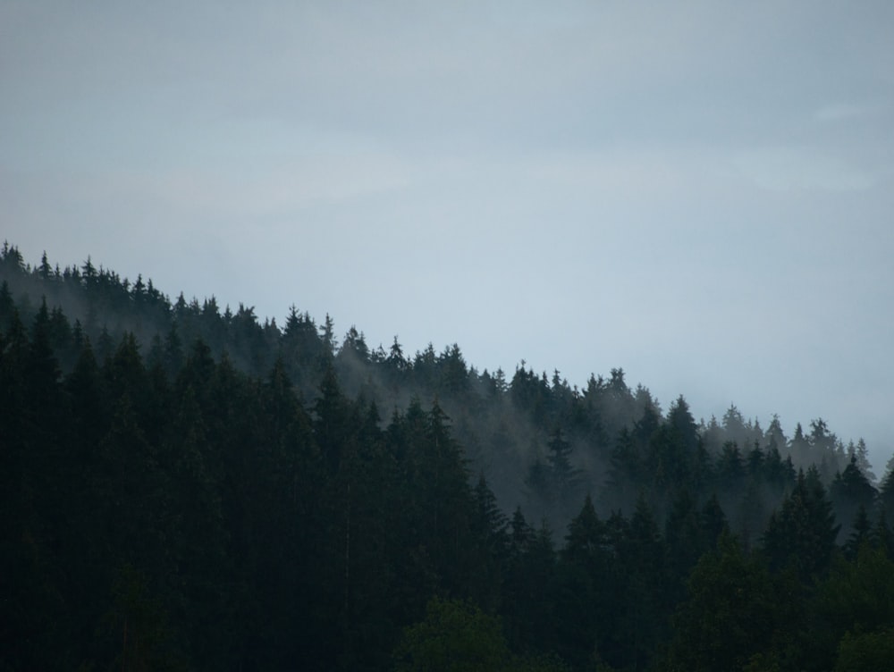 arbres verts sous le ciel blanc pendant la journée