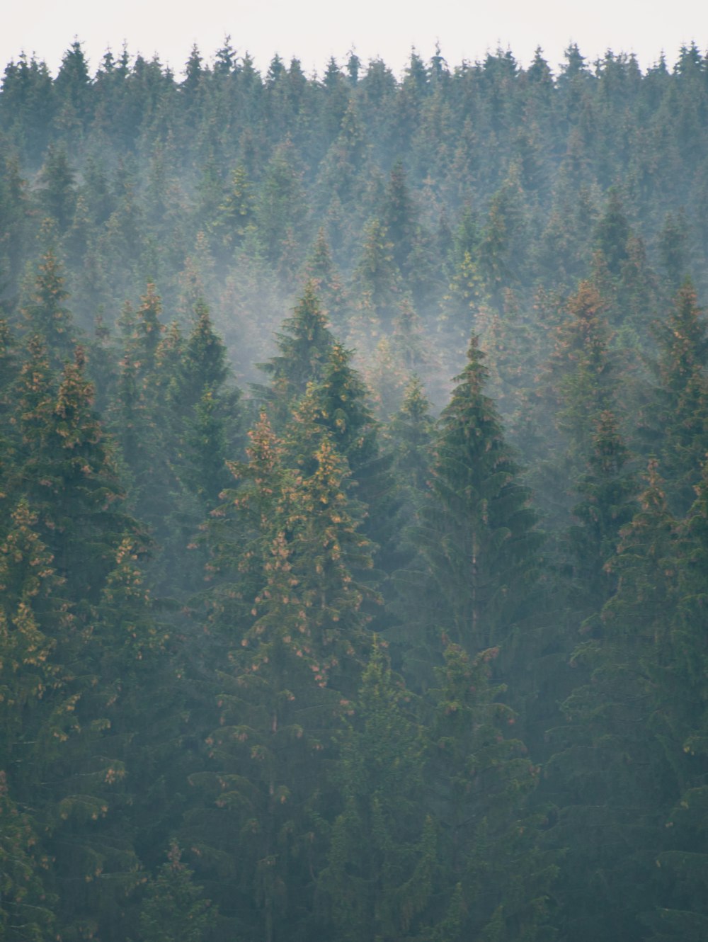 green pine trees during daytime