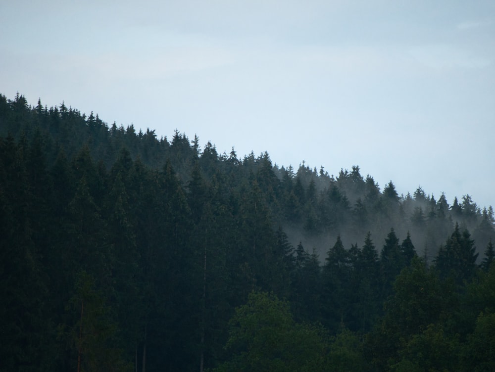 green trees on mountain under white sky during daytime