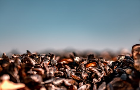 A close-up view of a large group of dark-colored mussels with a few shells reflecting light. The mussels are densely packed, and the background features a clear blue sky.