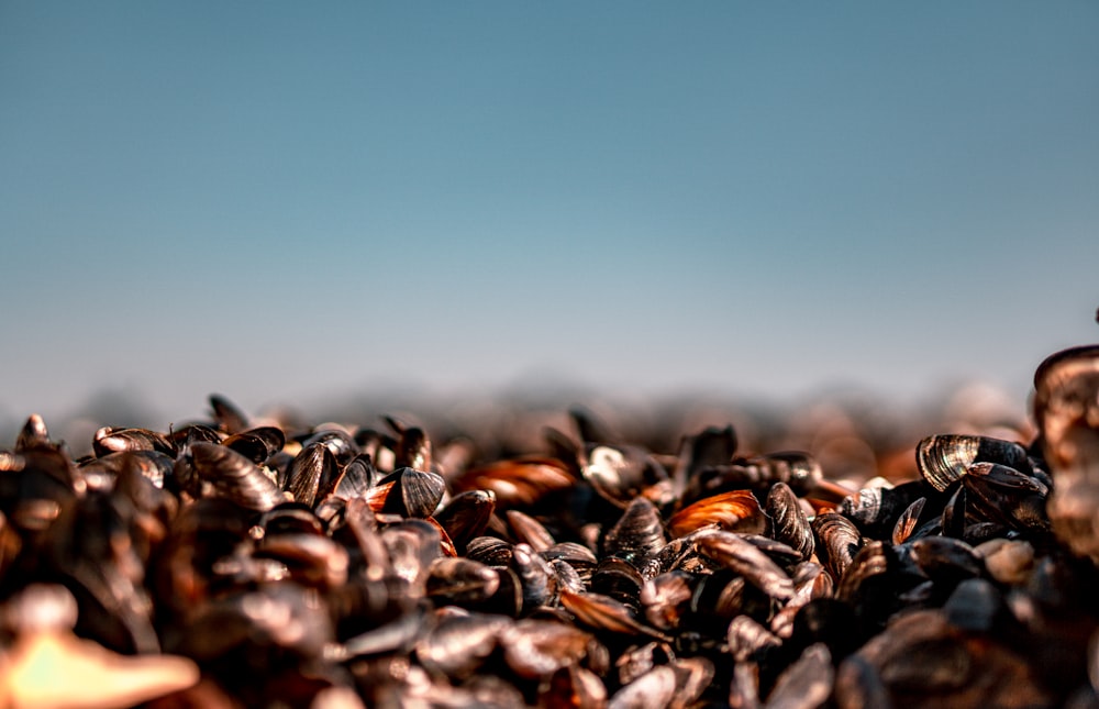 brown and black coffee beans