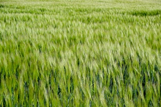 A sunlit expanse of green cereal crops waving gently in the breeze under a clear blue sky.