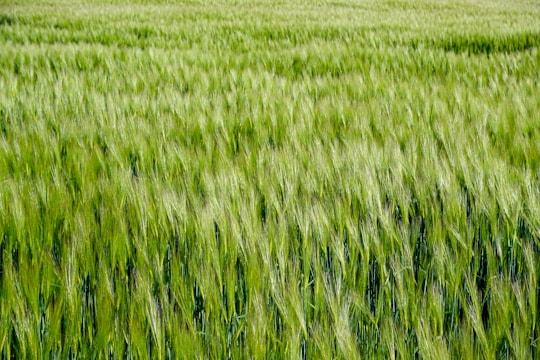 A sunlit expanse of green cereal crops waving gently in the breeze under a clear blue sky.