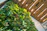 A vibrant vertical garden installed on a modern apartment balcony with lush green plants.