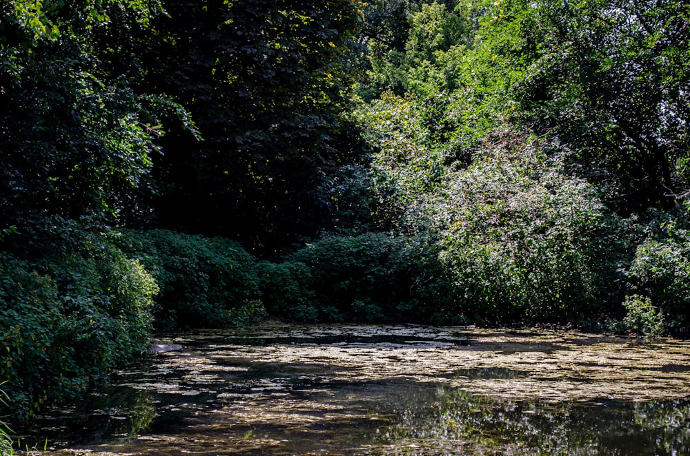 green trees beside river during daytime