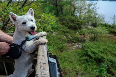 A white dog with fluffy fur is standing on its hind legs, leaning on a wooden fence. It has a harness attached to a retractable leash held by a person. The background consists of lush greenery and a glimpse of a body of water.
