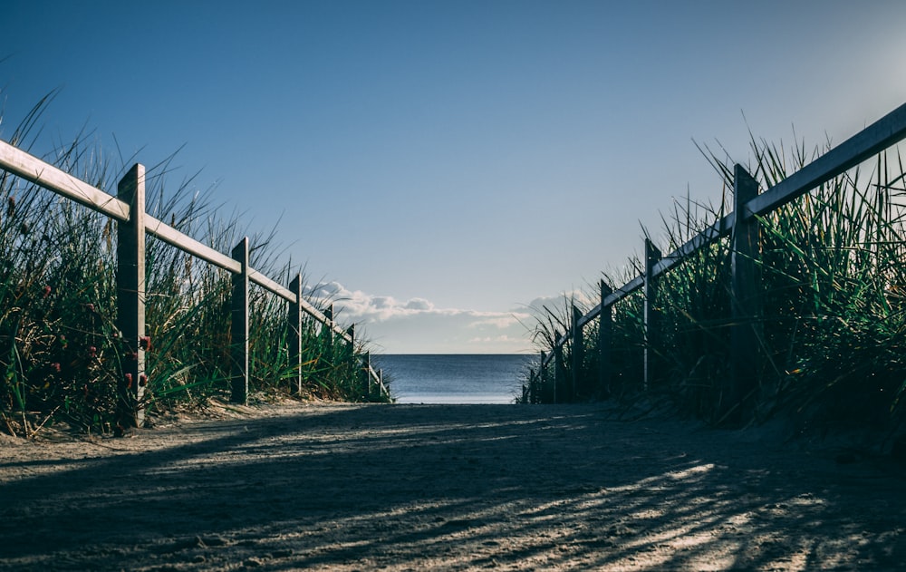 green grass near sea under blue sky during daytime