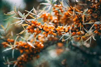 orange round fruits in tilt shift lens