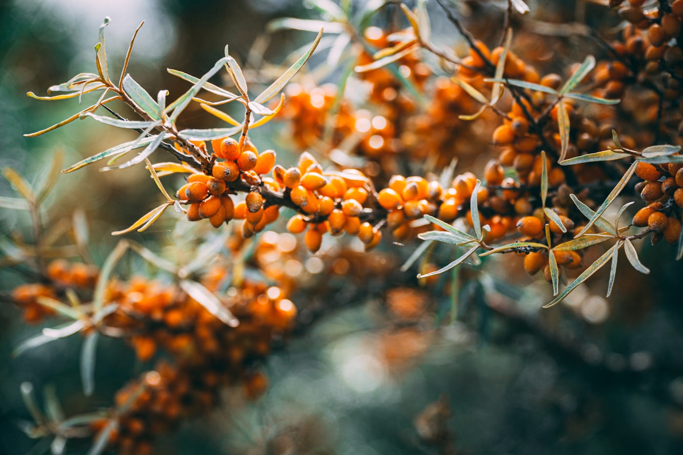 Wild sea buckthorn berries on the branch
