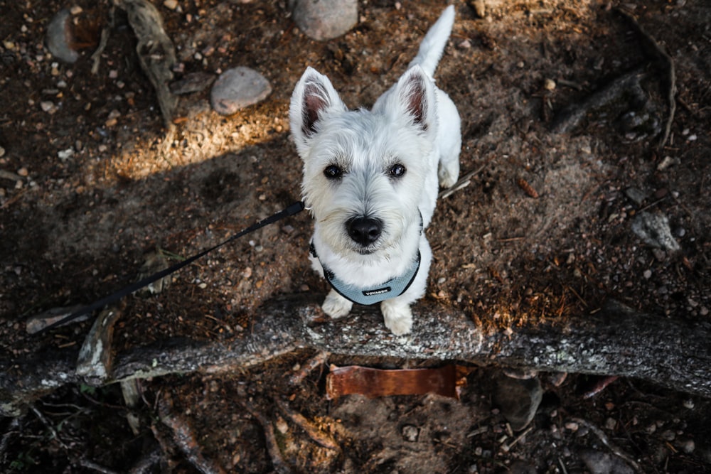Cão pequeno de pelagem longa branca no solo marrom e preto