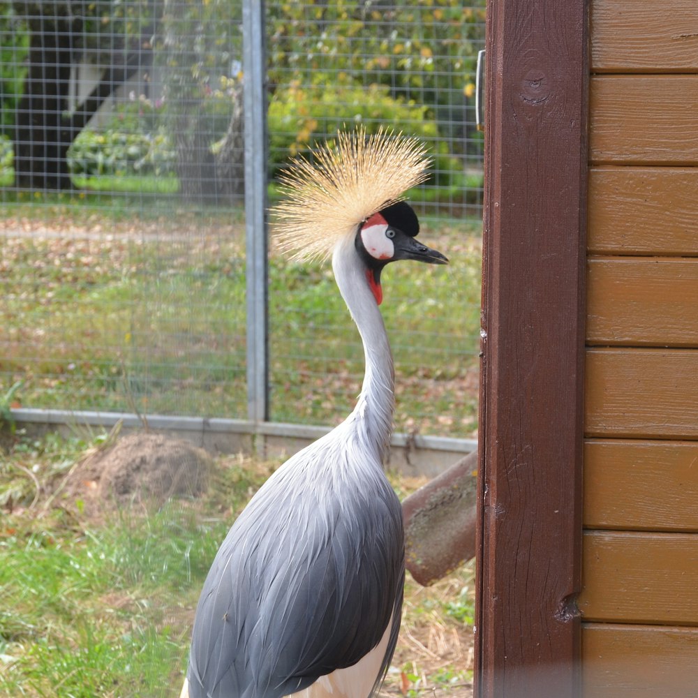 grey crowned crane standing on brown wooden fence during daytime